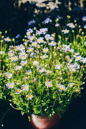 Blooming beautiful colorful fresh natural flowers in view