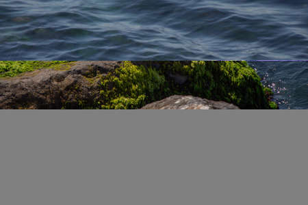 Seagull standing on vibrant green mossy rocks by the sea