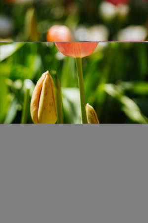 Beautiful tulips flower for postcard beauty concept design