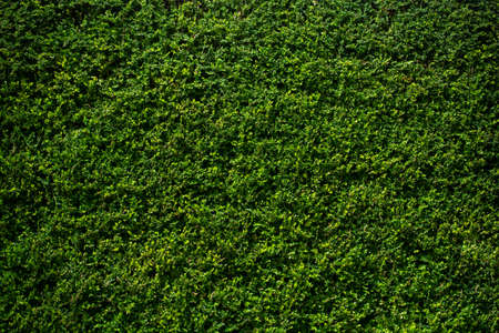 Leaves  as floral plant nature background  textureの写真素材