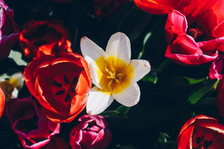 Blooming tulips  flowers in  as  floral plant  backgroundの写真素材