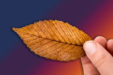 Hand holding a dry autumn leaf in hand on a white background
