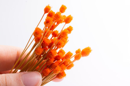 Bunch of dried flower in hand on white backgroundの写真素材