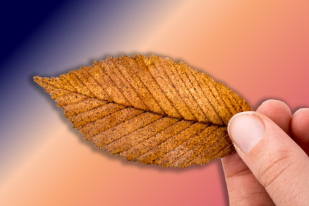 Hand holding a dry autumn leaf in hand on a white background