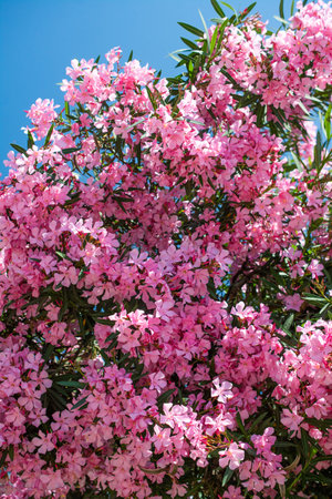 Close-up of pink flowers in a sunny day. Romantic and beautiful