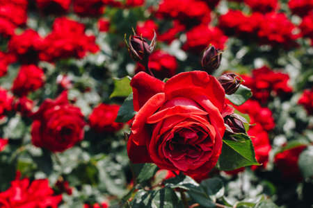 Blooming beautiful colorful roses in the garden backgroundの写真素材