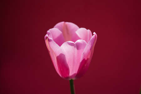 Colorful tulip flower bloom with a colorful backgroundの写真素材