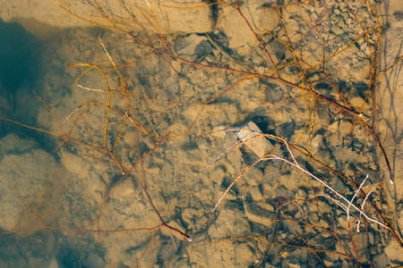 Dry Leaves as Autumn herbal Fall concept  textureの写真素材