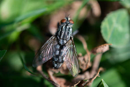 Housefly House fly (Musca domestica) on green backgroundの写真素材