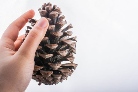 Little boy is holding pine cone in hand on white background