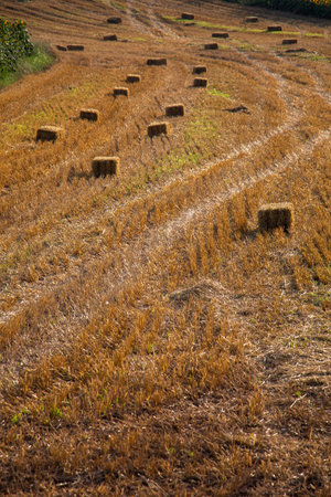 Bales of hay on a brown field view
