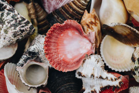 Natural seashell macro texture. Seashells background texture.の写真素材