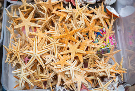 Natural materials of tropical starfish for travel conceptの写真素材