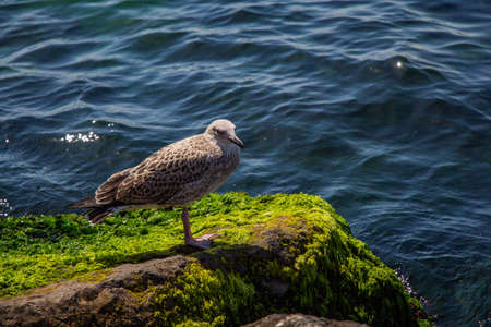 Seagull standing on vibrant green mossy rocks by the seaの写真素材