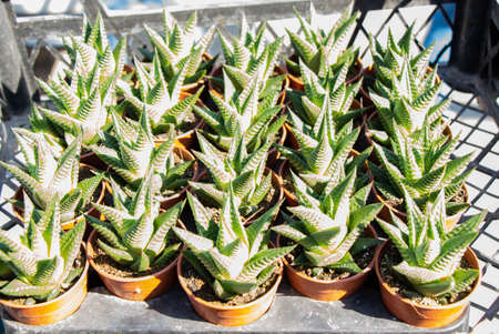 Abstract spring plant texture  for natural background. Green Leaf concept.の写真素材