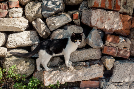 Portrait of  a lovely kitten as domestic animal in view