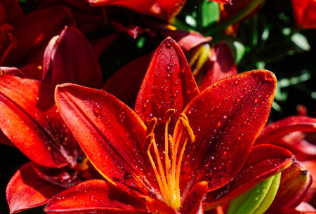 Blooming beautiful fresh lily flowers in close up view