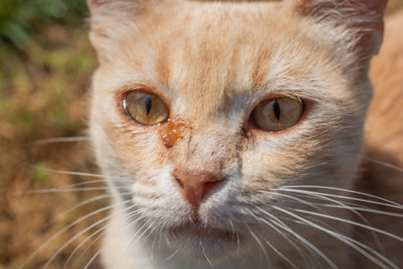 pictures of the Lovely cat as domestic animal in viewの写真素材