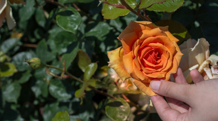 Hand holding a  colorful Rose Flower