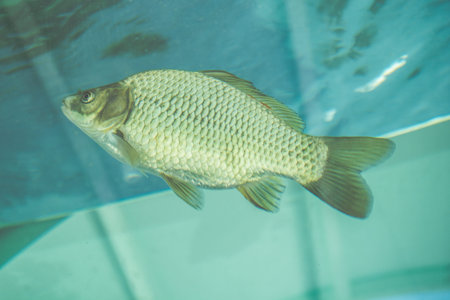 Beautiful colorful fish swims in the aquarium environment