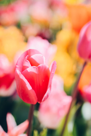 Outstanding colorful tulip flower bloom in the spring  garden