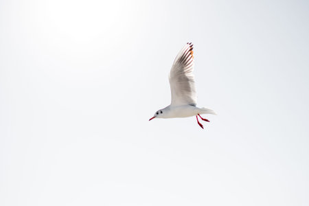 Single seagull flying in a blue sky background