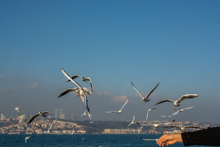 Seagull flying over the sea in Istanbul urban environmentの写真素材
