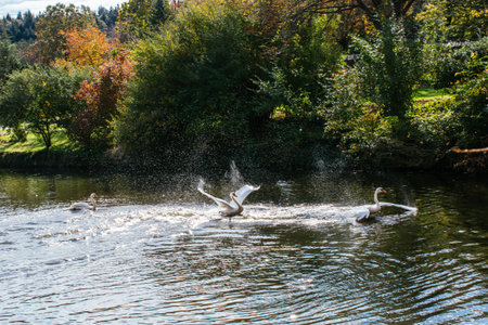 Lovely white swan live in the natural environmentの写真素材