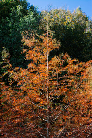 Autumn tree  leaves texture background. leaf background texture