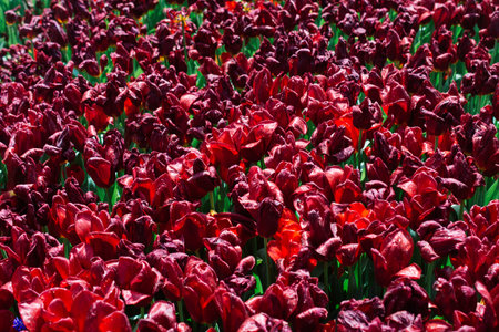 Beautiful bird feathers for decorative purposesの写真素材