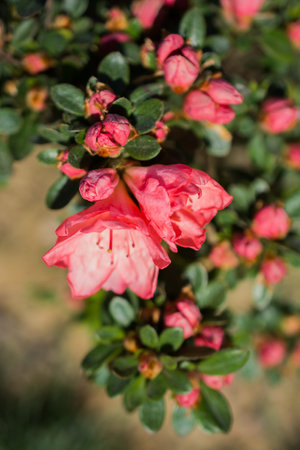 Blooming beautiful colorful natural flowers in viewの写真素材