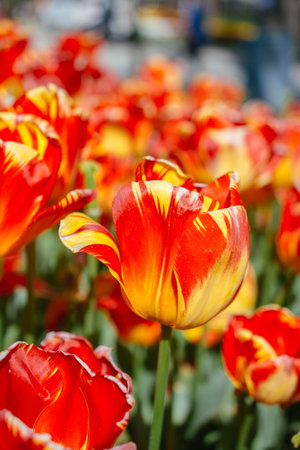Colorful tulip flowers bloom in the spring  gardenの写真素材