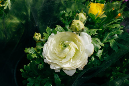 Blooming beautiful colorful natural flower in view