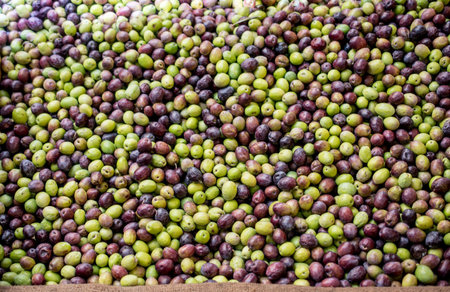 Newly picked olives as health food in the marketの写真素材