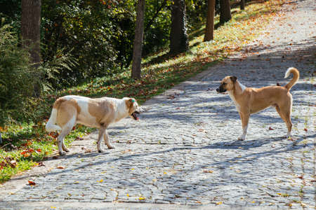 Homeless stray dogs in view as omestic animal conceptの写真素材