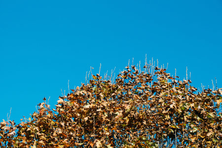 Top part of tree leaves with branches with sky view