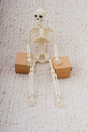 Human skeleton model  for medical anatomy science with cardboard boxの写真素材
