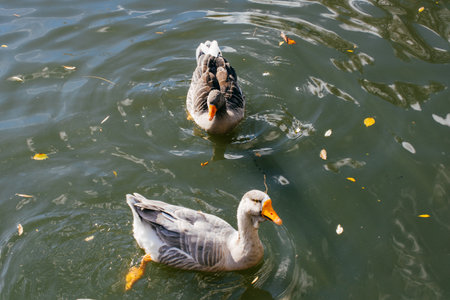 Wild duck swimming in the waters of the pondの写真素材