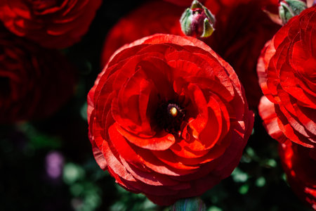 Beautiful tulips flower for postcard beauty concept designの写真素材