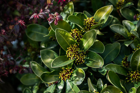 Beautiful fresh flowers as a backgroundの写真素材