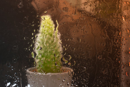 Potted cactus house plant in small plastic potの写真素材