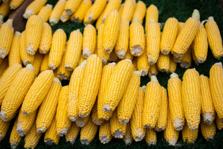 Plenty of organic fresh peeled corns as food background