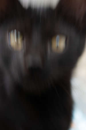 pictures of the Lovely cat as domestic animal in viewの写真素材