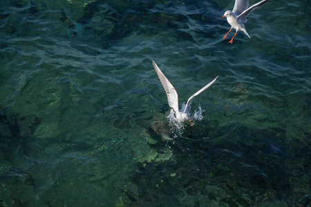 Seagulls are on and  over the sea waterの写真素材