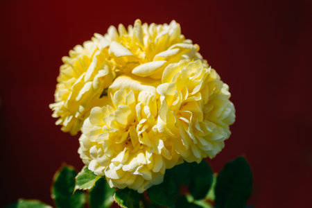 Blooming beautiful colorful rose on colorful background