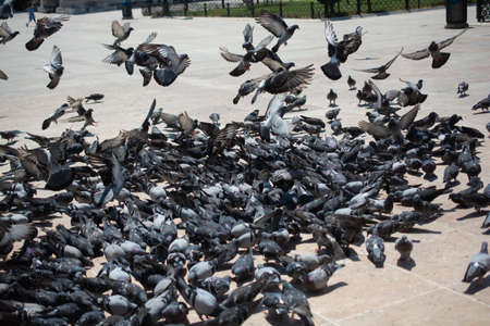 Lovely pigeon birds ,  city doves by live in an urban environmentの写真素材
