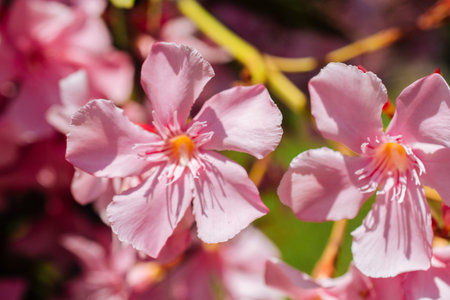 Close-up of pink flowers in a sunny day. Romantic and beautiful