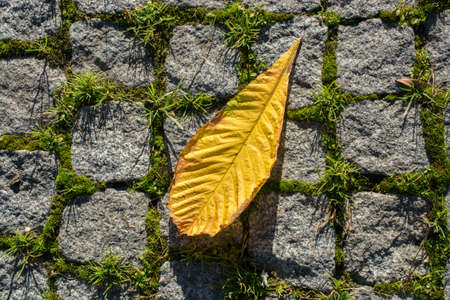 One separate dry leaf  of Autumn timesの写真素材