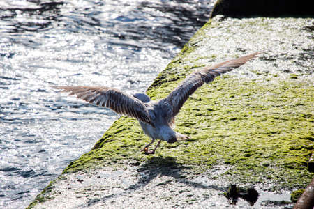 Single seagull is found on the shore of the seaの写真素材