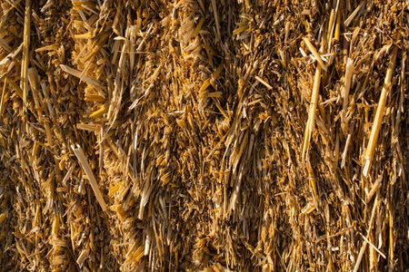 Harvesting in agriculture bales of hay are stacked in large stacks